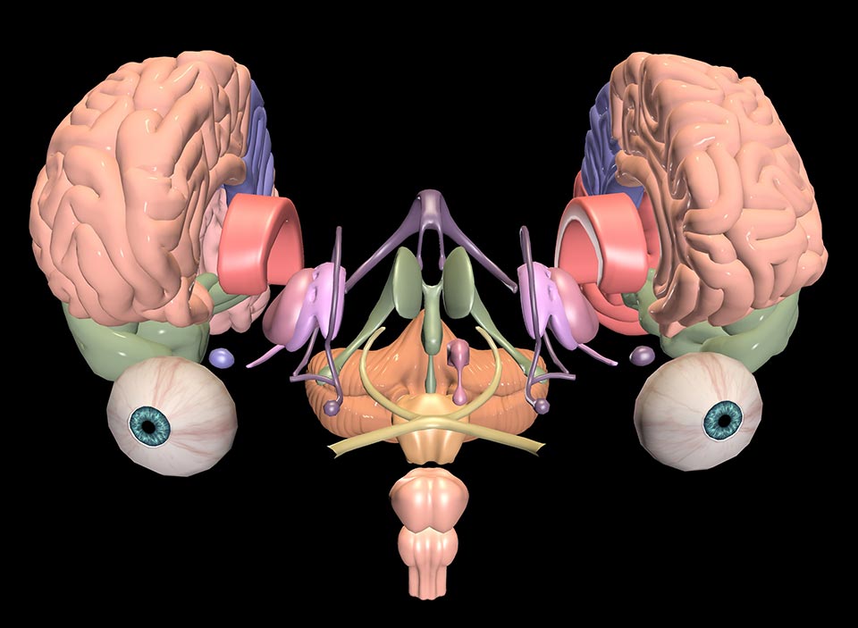 Digistar STEAM Library visualization of human brain